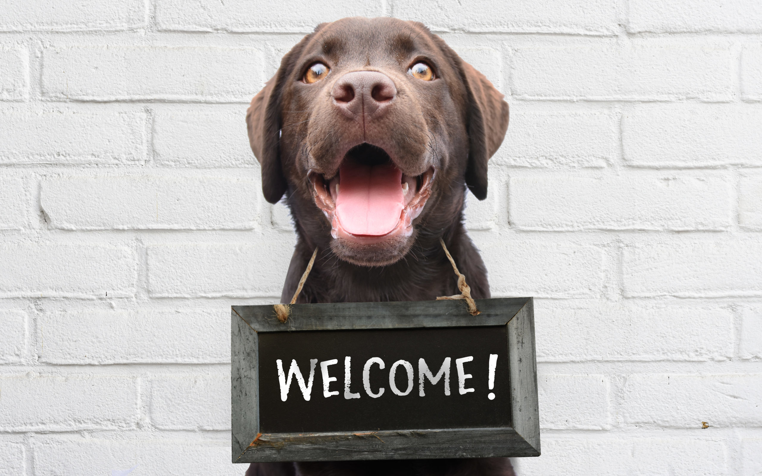 happy brown dog with welcome sign around neck